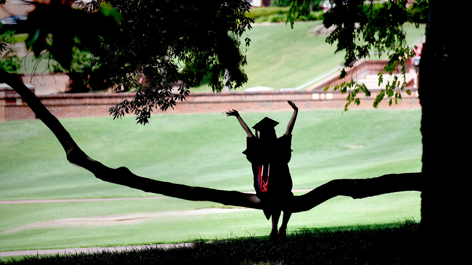 graduate sitting on tree limb