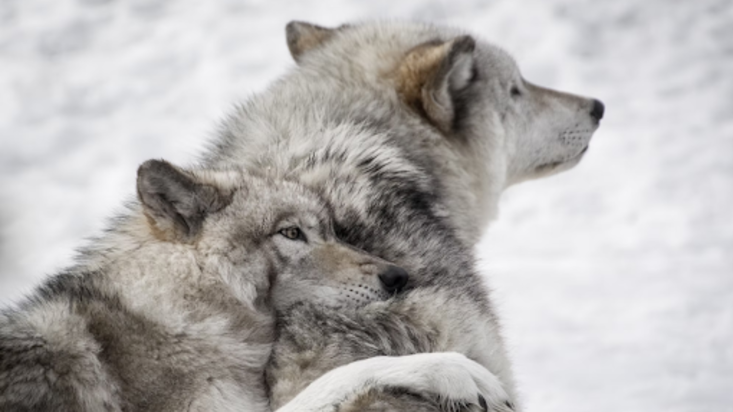 Image of two wolves.